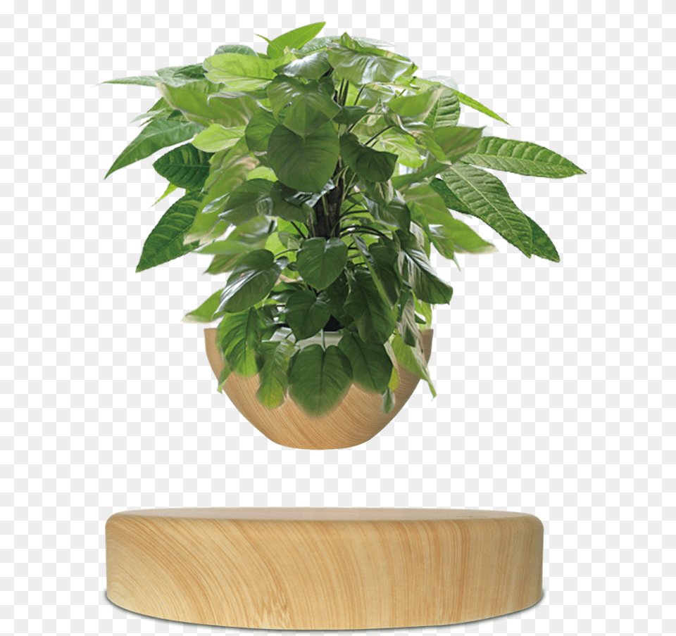Planta Levitacion Magnetica, Jar, Leaf, Plant, Planter Free Png Download