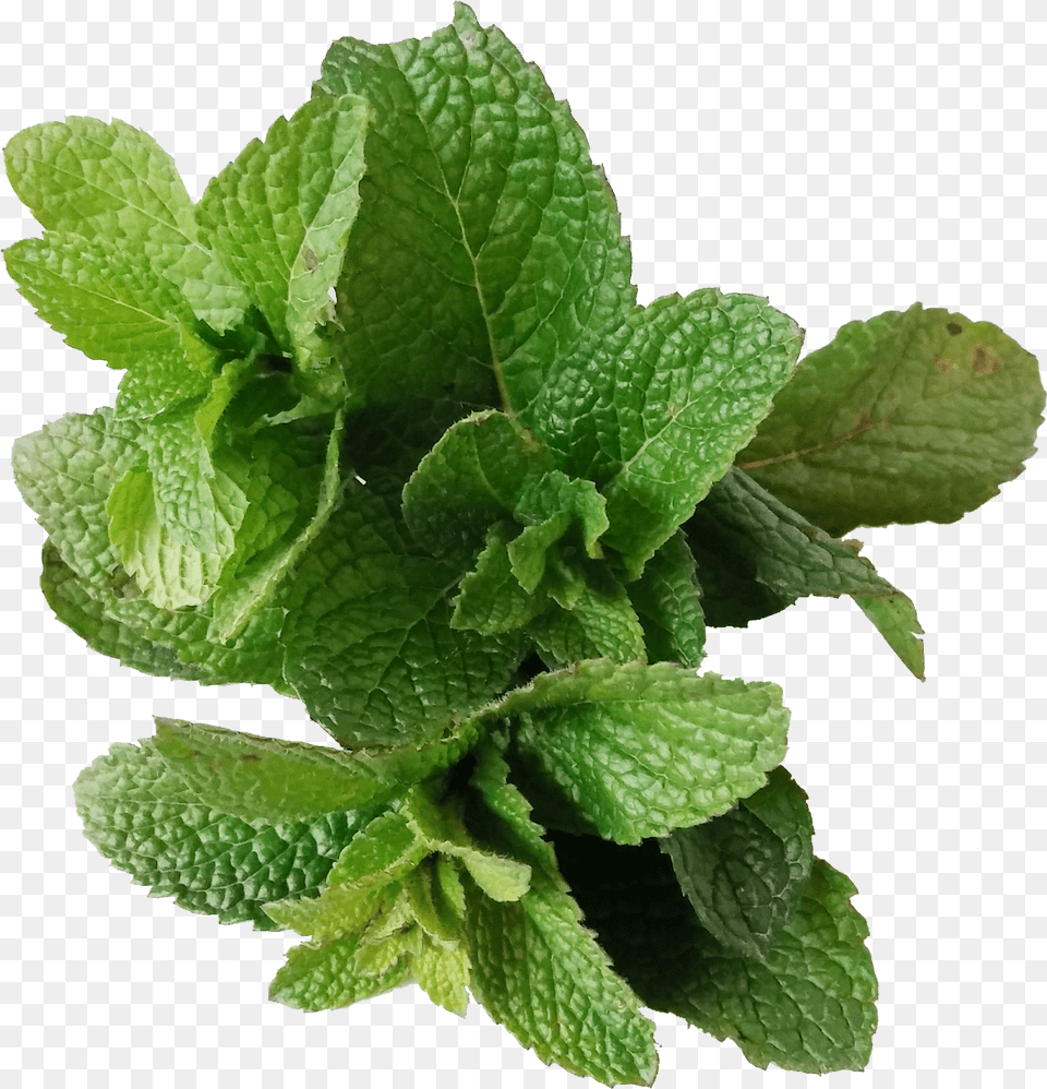 Planta Menta Flowerpot, Herbs, Mint, Plant, Leaf Png Image