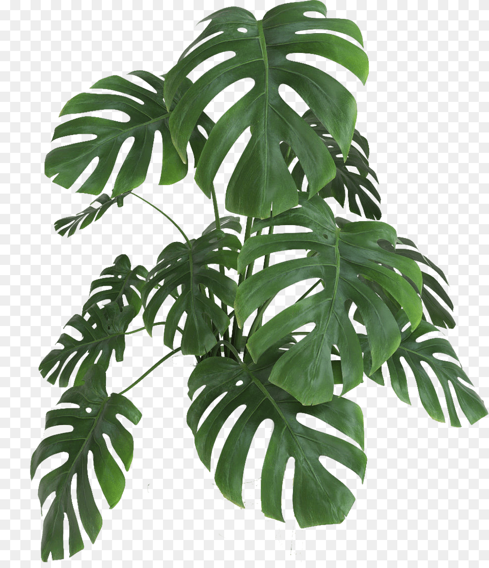 Planta Monstera Download Transparent Monstera Plant, Leaf, Potted Plant, Tree, Palm Tree Png