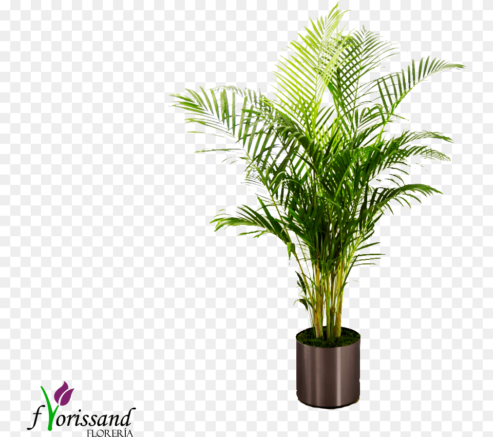 Planta Palma Palm Plant By Ftd Container Included Ftd Flowers, Leaf, Palm Tree, Potted Plant, Tree Free Transparent Png