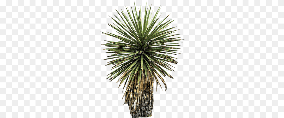 Planta Plant Plants Nature Naturaleza Biodiversidad Yucca With Transparent Background, Agavaceae Png Image