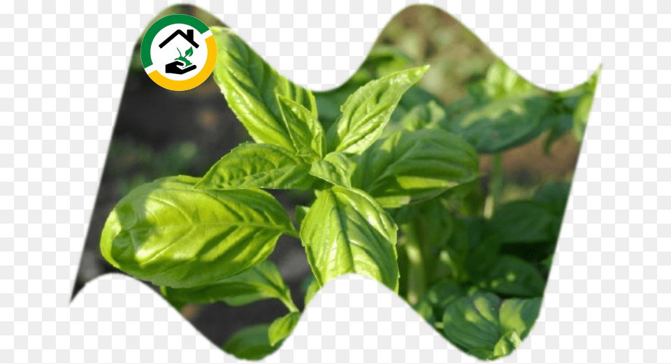 Planta Que Cura El Dolor De Muelas, Herbs, Leaf, Plant Png