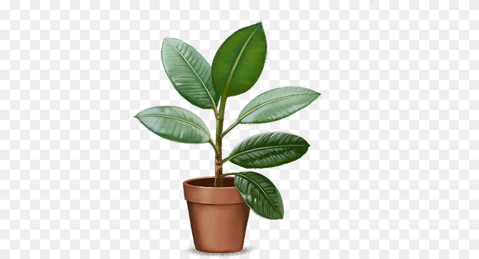 Planta Saudavel, Leaf, Plant, Tree, Flower Png Image