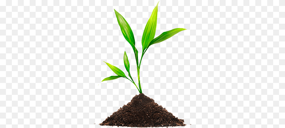 Planta Seed On Good Soil Bulletins, Leaf, Plant, Sprout Free Png Download