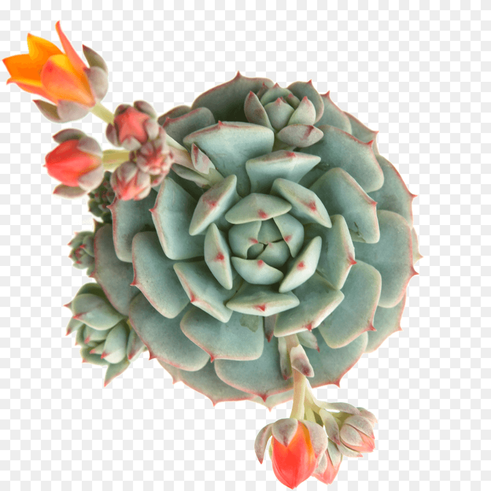 Planta Suculenta Echeveria Cactaceae Succulents On Transparent Background, Pattern, Plant, Accessories, Flower Free Png