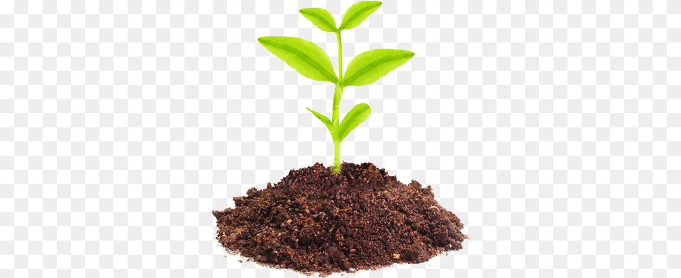Planta Sustentavel Planta Crescendo Em Desenho, Soil, Plant, Sprout, Leaf Png