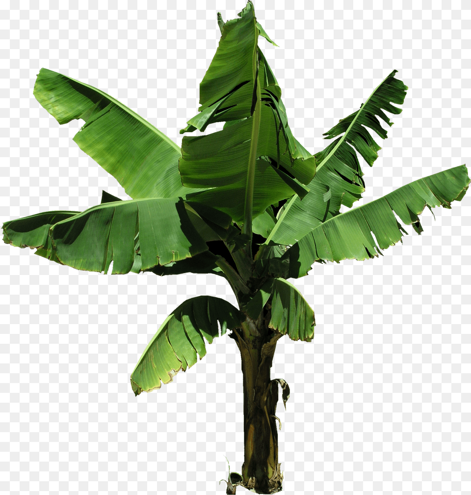 Plantain And Vectors For Banana Tree Leaves, Food, Fruit, Leaf, Plant Free Transparent Png