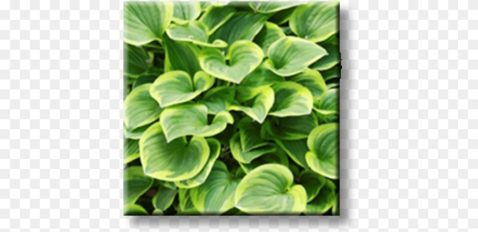 Plantain Lilies, Leaf, Plant, Flower, Petal Png