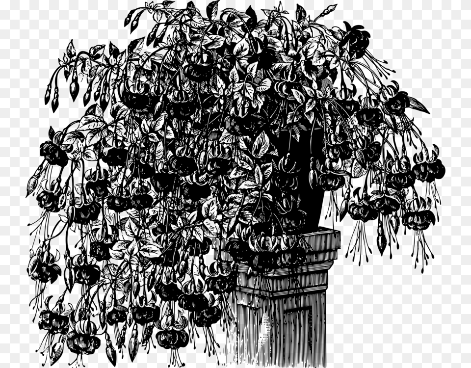 Plantartblackandwhite Illustration, Gray Png Image