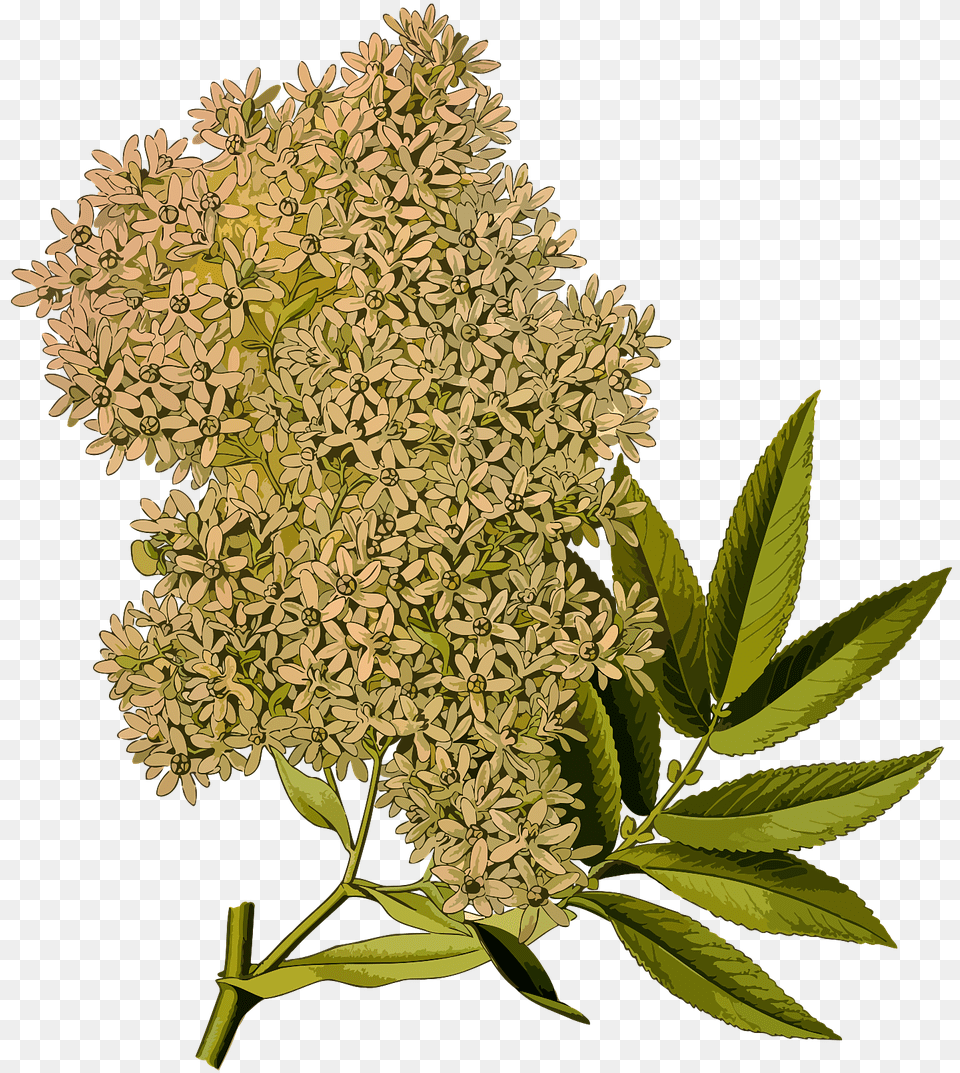 Plantas Africa, Apiaceae, Flower, Herbal, Herbs Free Transparent Png