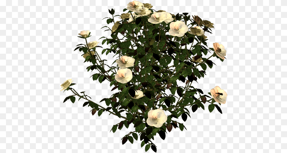 Plantas Con Flores En Y Sin Fondo Garden Roses, Flower, Flower Arrangement, Geranium, Plant Free Png