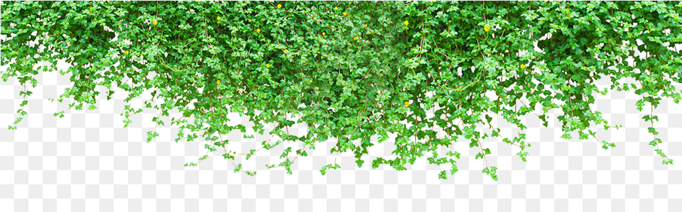 Plantas En Pared, Plant, Vine, Leaf, Ivy Png Image