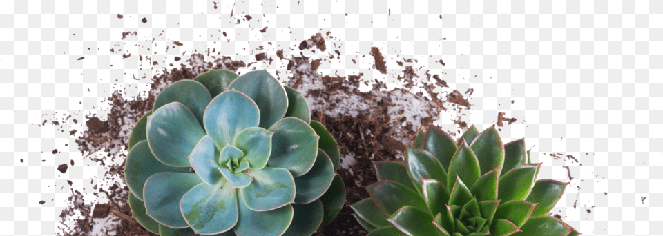 Plantas Hipster, Plant, Potted Plant, Jar, Planter Png Image