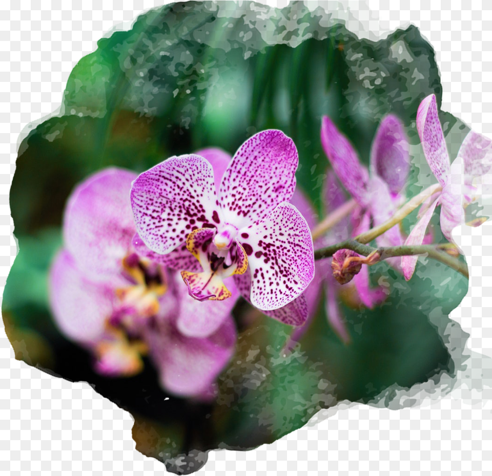 Plantas Hornamentales Con Sus Nombres, Flower, Orchid, Plant, Geranium Free Png