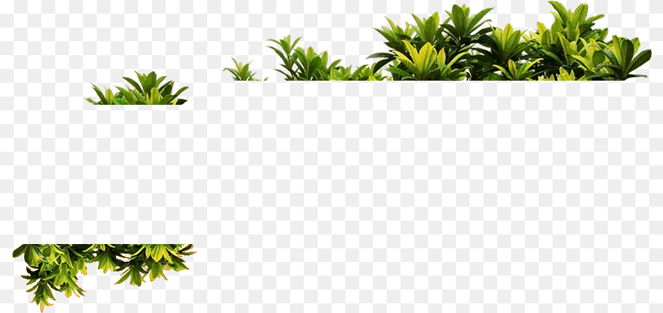 Plantas Plantas, Green, Leaf, Plant, Potted Plant Png