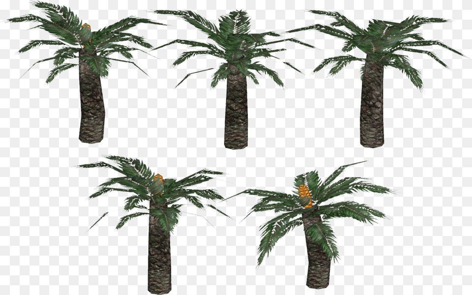Plantas Prehistoricas, Palm Tree, Plant, Tree, Vegetation Free Png