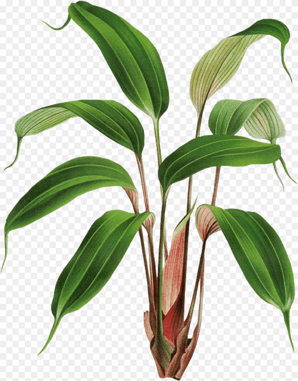 Plantas Sticker Botany, Flower, Leaf, Plant, Tree Free Png