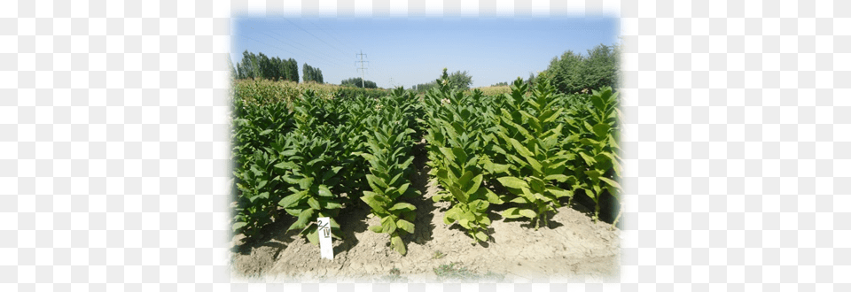 Plantation, Tobacco, Leaf, Plant, Vegetation Png