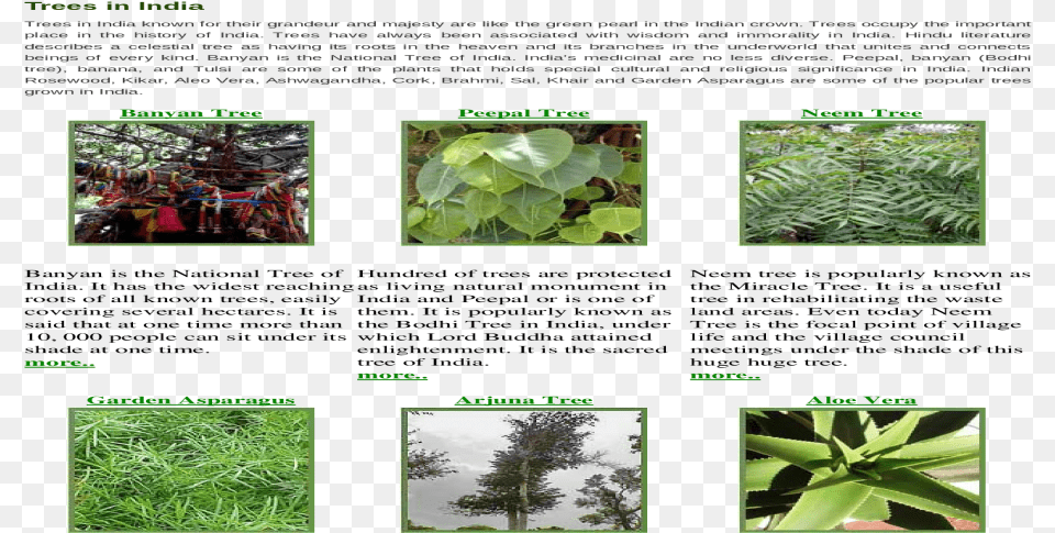 Plantation, Art, Tree, Rainforest, Plant Png