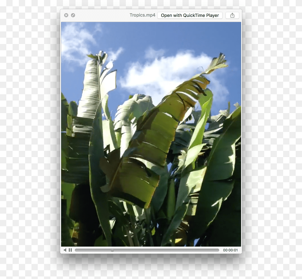 Plantation, Banana, Food, Fruit, Leaf Free Png