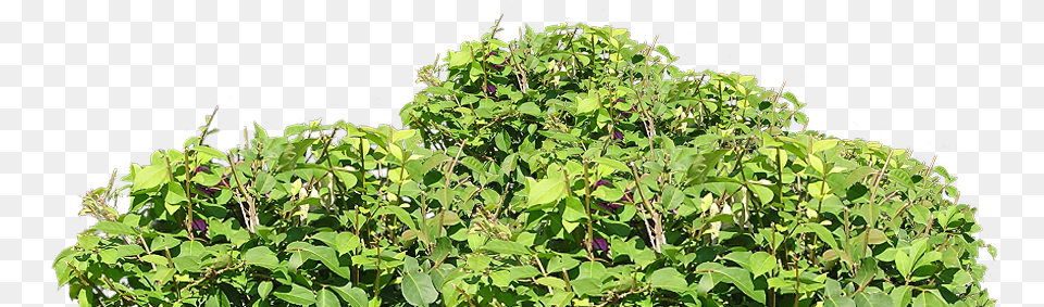Plantation, Herbal, Herbs, Plant, Vine Png Image