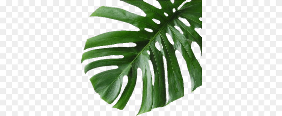 Plantaverde Hoja Palmera Hojaverde Banana Leaf Print, Plant, Flower Free Png Download