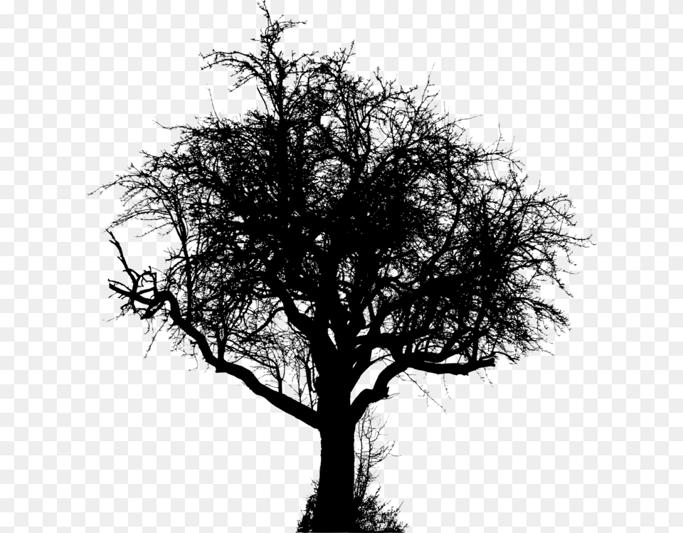 Plantblackandwhitetree Vector Graphics, Gray Png