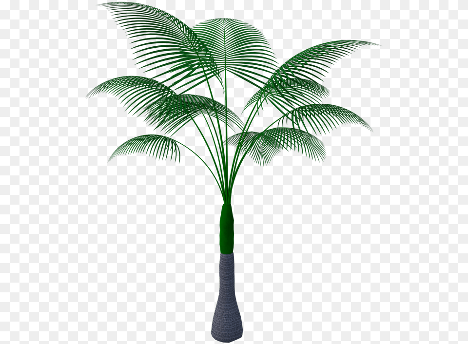 Plante Tropicale, Palm Tree, Plant, Tree, Leaf Png Image