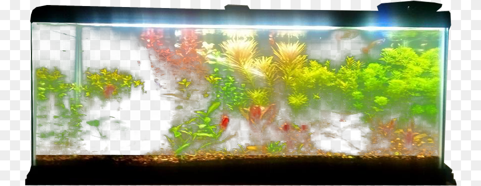 Planted Aquarium Fish Tank Transparent Background, Animal, Sea Life, Water, Aquatic Free Png