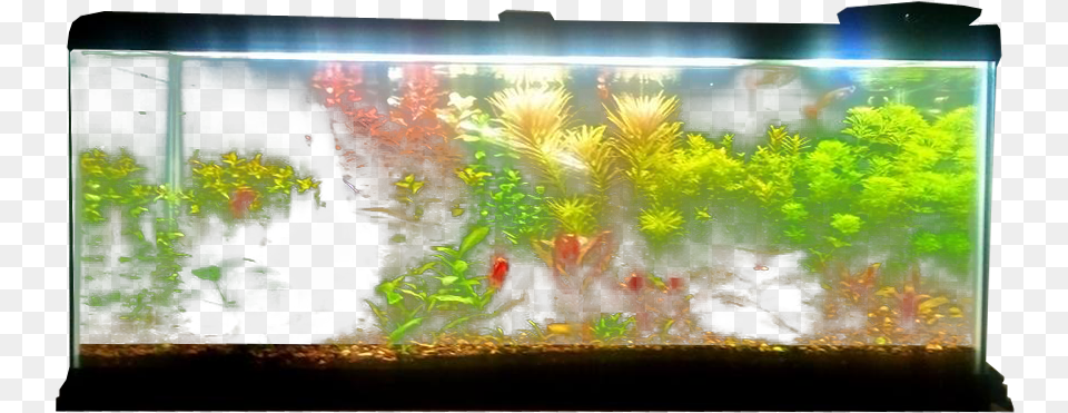 Planted Aquarium Fish Tank Transparent Transparent Background Fish Aquarium, Animal, Sea Life, Water, Aquatic Free Png