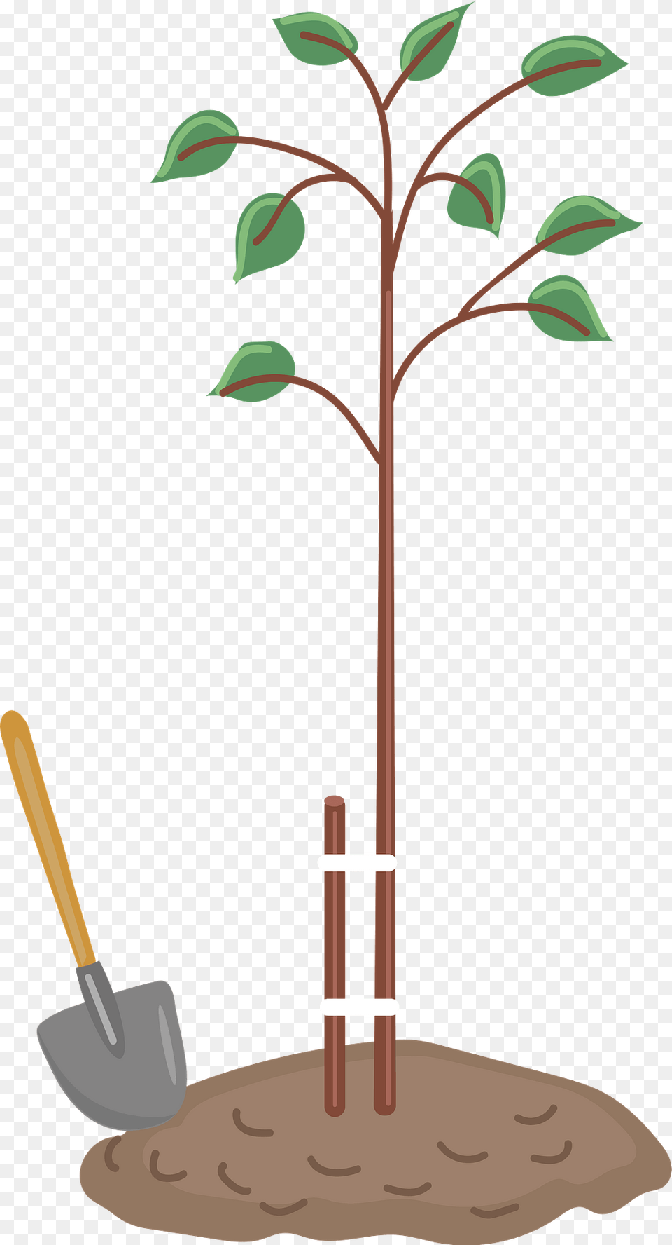 Planted Tree Clipart, Plant, Potted Plant, Person, Planting Png