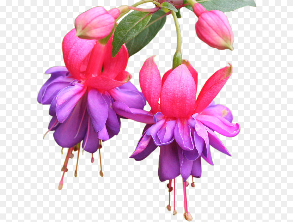 Planten Info Fuschia Flowers Transparent Background, Flower, Geranium, Petal, Plant Png