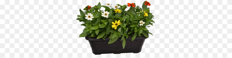 Planter Box Clip Stock Mandevilla, Vase, Flower, Jar, Pottery Png Image