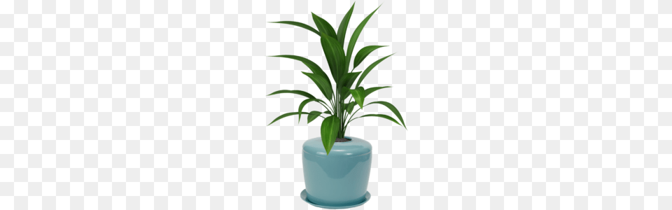 Planter Urn, Jar, Leaf, Plant, Potted Plant Free Png Download