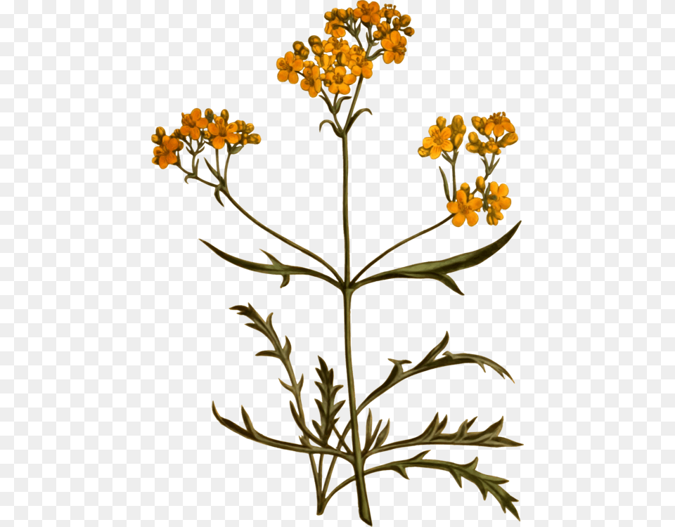 Plantfloracommon Tansy Botanic Flower Transparent, Apiaceae, Plant, Leaf Free Png Download