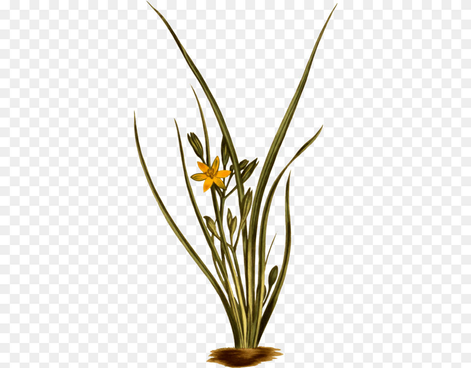 Plantfloraflowerpot Clipart Royalty Svg Star Grass Clipart, Flower, Flower Arrangement, Ikebana, Plant Free Png Download