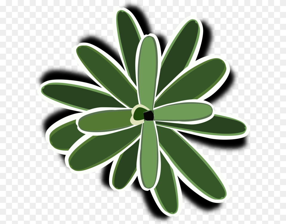 Plantfloraleaf, Daisy, Flower, Green, Herbal Png Image