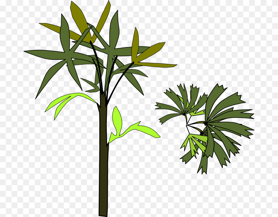 Plantfloraleaf, Leaf, Plant, Tree, Vegetation Png Image