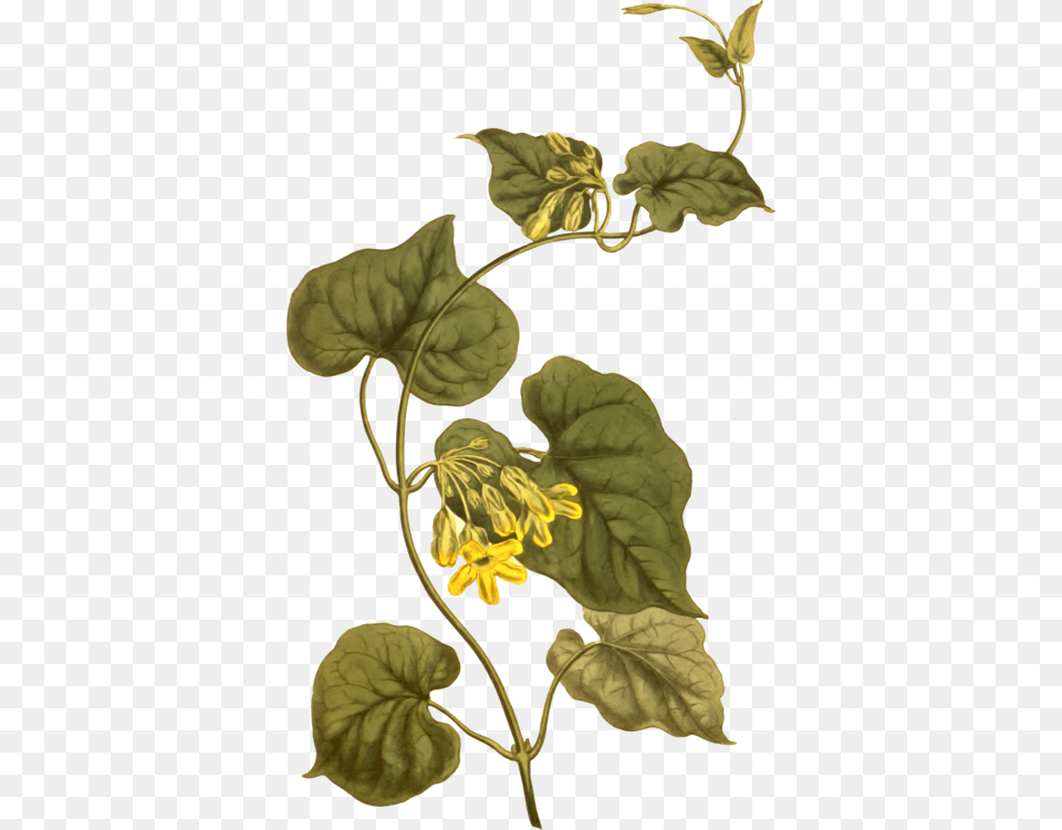 Plantfloraleaf Creeper Botanical, Flower, Leaf, Plant, Acanthaceae Free Png Download