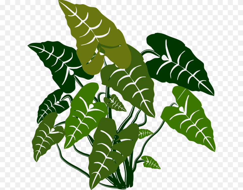 Plantfloraleaf Elephant Bush Plant Clipart, Green, Leaf, Person, Vegetation Free Png