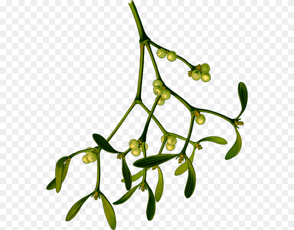 Plantfloraleaf Mistletoe, Leaf, Plant, Tree, Annonaceae Free Png Download