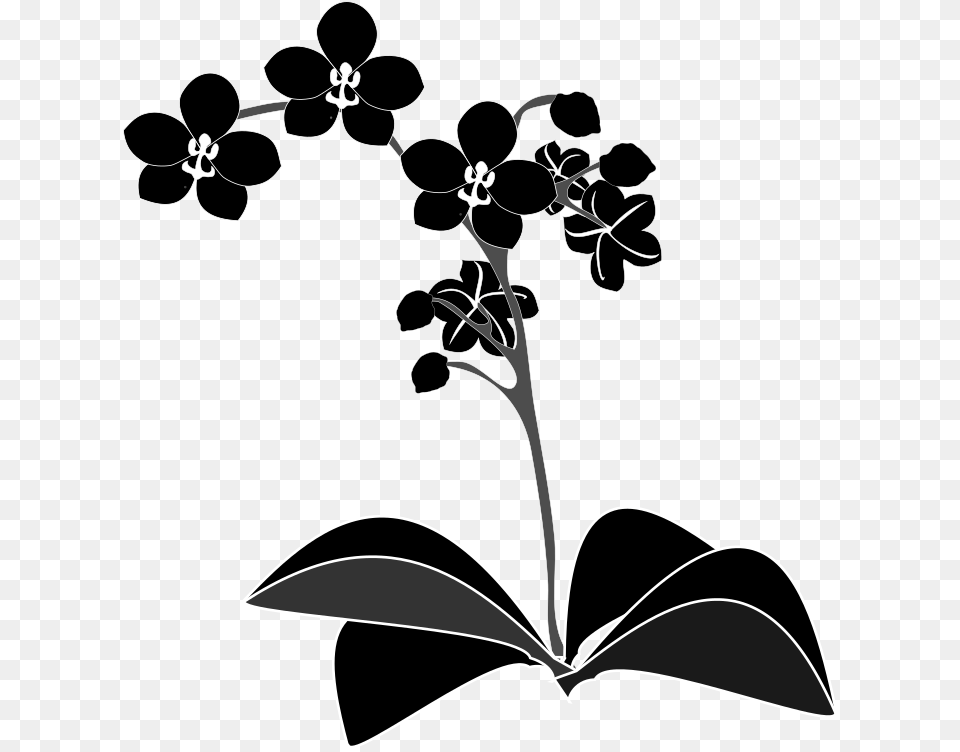 Plantfloraleaf Orchid Vector, Flower, Plant, Art, Drawing Png Image