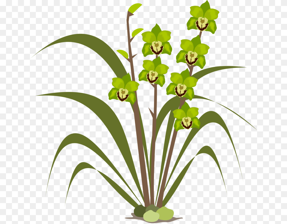 Plantfloraleaf Orchids, Flower, Flower Arrangement, Plant, Orchid Png Image