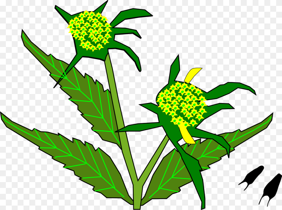 Plantfloraleaf Sunflower, Green, Leaf, Plant, Flower Png