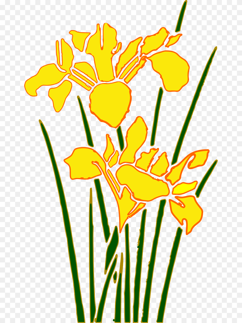 Plantflorapetal Yellow Iris Flower Cartoon, Plant, Petal, Daffodil Free Png Download