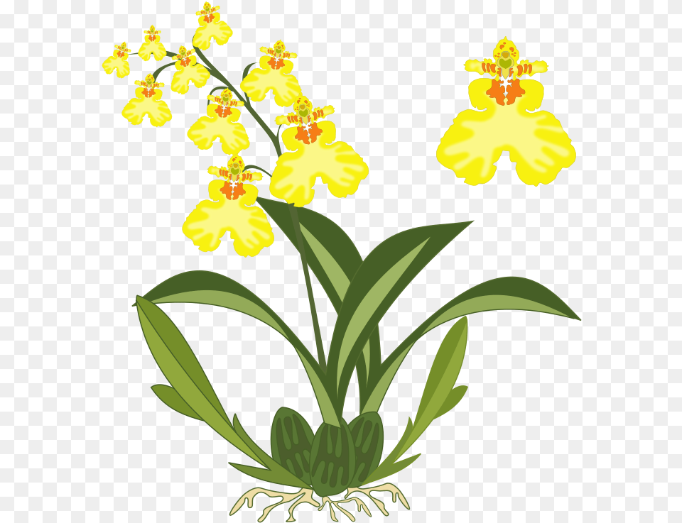 Plantfloraseed Plant, Flower, Orchid Free Png Download