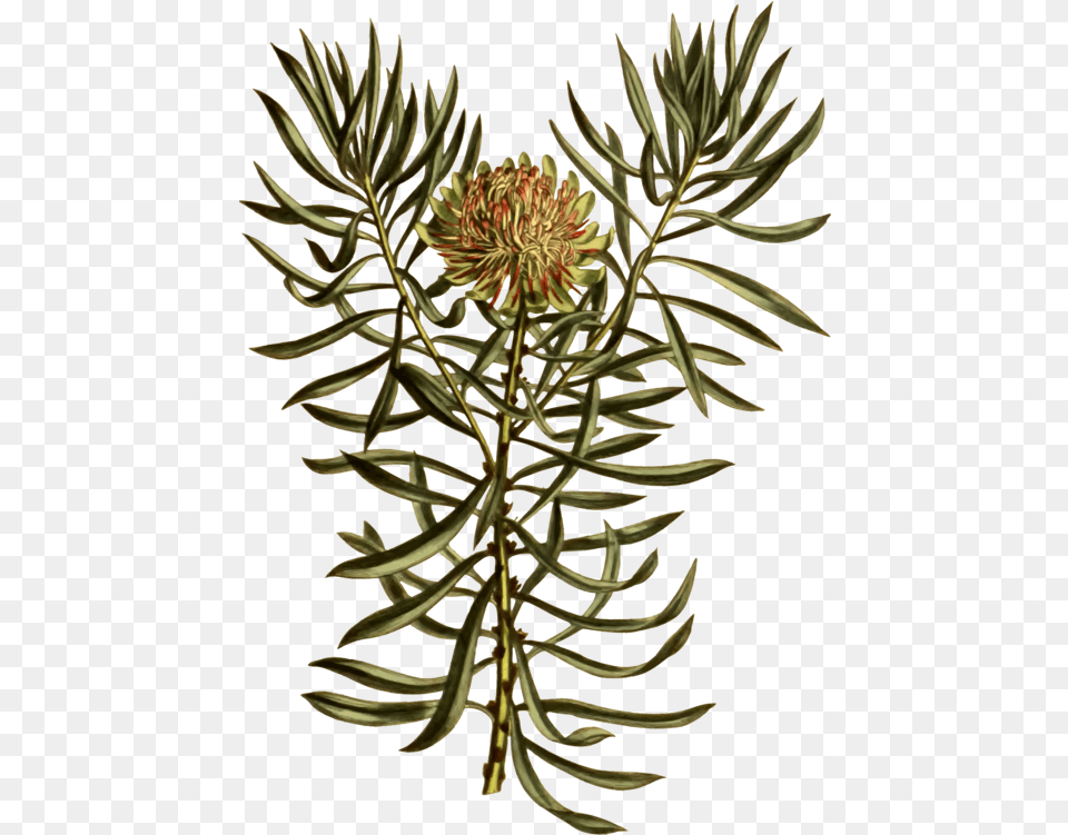 Plantfloratree Clipart Royalty Free Svg Clipart Transparent King Protea, Conifer, Plant, Tree, Flower Png