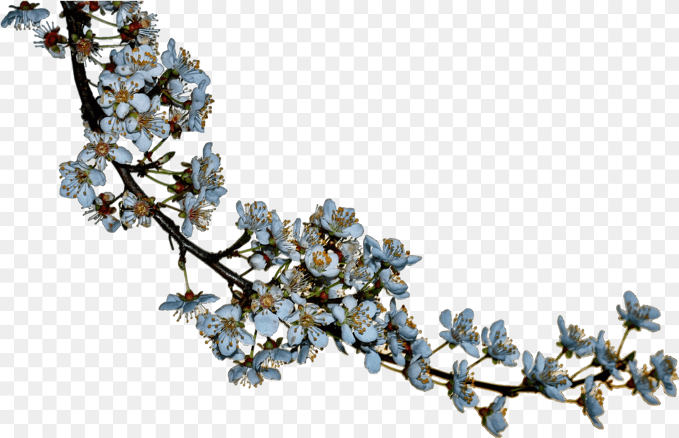 Plantflowerblossom Clipart Royalty Svg Cherry Blossom Tree Silhouette, Flower, Plant, Flower Arrangement, Cherry Blossom Free Transparent Png