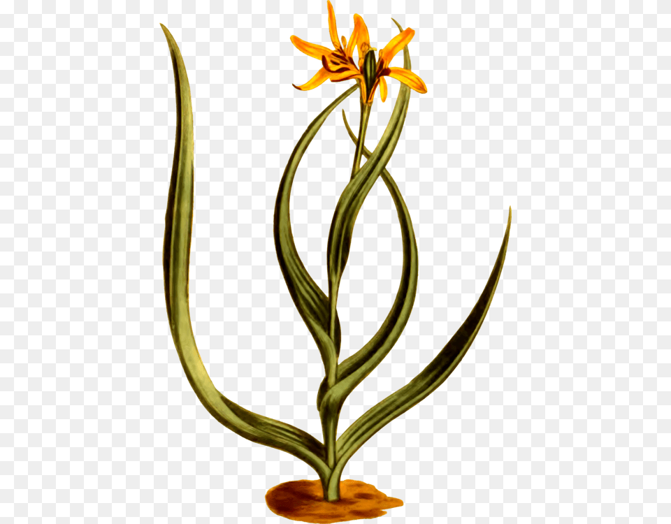 Plantflowerflowerpot Flower, Flower Arrangement, Plant, Anther, Ikebana Free Transparent Png