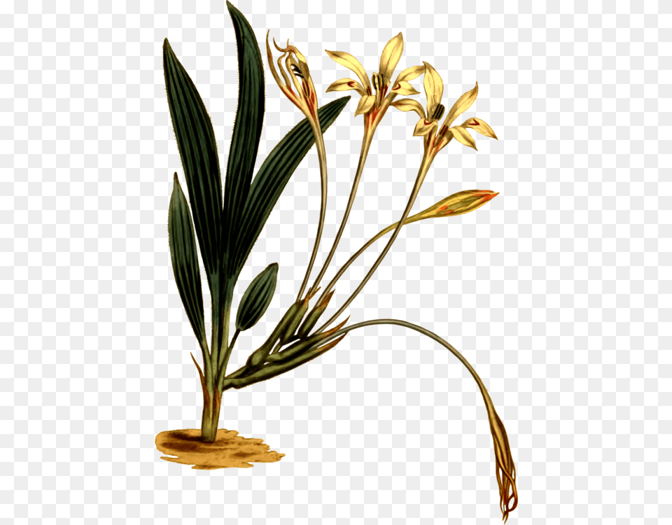 Plantflowerflowerpot Plant Stem, Flower, Flower Arrangement, Amaryllidaceae Png Image
